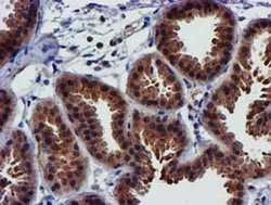 Invitrogen PYCRL Monoclonal Antibody (OTI3E1) 100 &mu;L; Unconjugated:Antibodies,