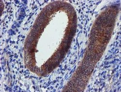 Invitrogen PYCRL Monoclonal Antibody (OTI3E1) 100 &mu;L; Unconjugated:Antibodies,