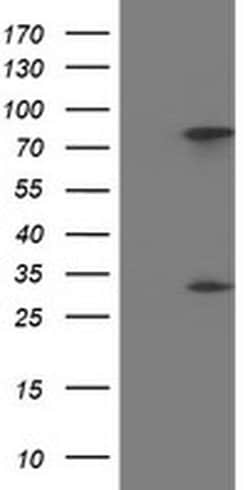 Invitrogen PYCRL Monoclonal Antibody (OTI3E1) 100 &mu;L; Unconjugated:Antibodies,
