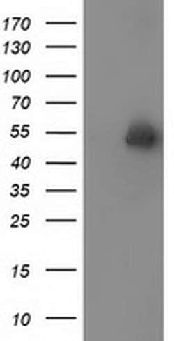 Invitrogen Syntrophin alpha-1 Monoclonal Antibody (OTI2E12) 100 &mu;L;