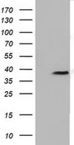 Invitrogen FKBPL Monoclonal Antibody (OTI4G1) 100 &mu;L; Unconjugated:Antibodies,