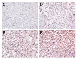 Invitrogen Annexin A3 Monoclonal Antibody (OTI1F11) 100 &mu;L | Buy Online | Invitrogen&trade; | Fisher Scientific
