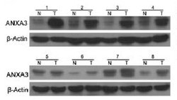 Invitrogen Annexin A3 Monoclonal Antibody (OTI1F11) 100 &mu;L | Buy Online | Invitrogen&trade; | Fisher Scientific