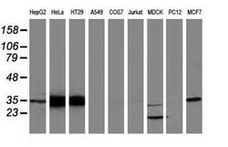 Invitrogen Annexin A3 Monoclonal Antibody (OTI1F11) 100 &mu;L | Buy Online | Invitrogen&trade; | Fisher Scientific