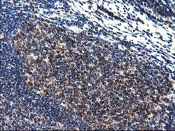 Invitrogen CLPP Monoclonal Antibody (OTI1G9) 100 &mu;L; Unconjugated:Antibodies,