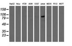 Invitrogen OSBPL11 Monoclonal Antibody (OTI6A6) 100 &mu;L | Buy Online | Invitrogen&trade; | Fisher Scientific