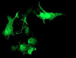 Invitrogen RASD2 Monoclonal Antibody (OTI1F7) 100 &mu;L; Unconjugated:Antibodies,