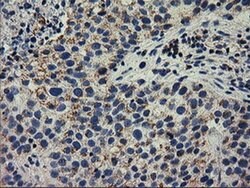 Invitrogen RASD2 Monoclonal Antibody (OTI1F7) 100 &mu;L; Unconjugated:Antibodies,