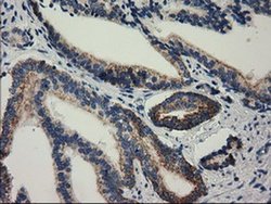 Invitrogen RASD2 Monoclonal Antibody (OTI1F7) 100 &mu;L; Unconjugated:Antibodies,