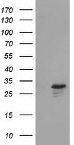 Invitrogen RASD2 Monoclonal Antibody (OTI1F7) 100 &mu;L; Unconjugated:Antibodies,