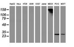Invitrogen PYCRL Monoclonal Antibody (OTI1B12) 100 &mu;L; Unconjugated:Antibodies,