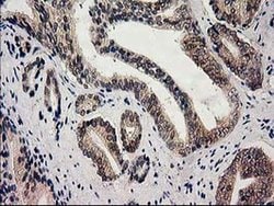Invitrogen GSS Monoclonal Antibody (OTI1B8) 100 &mu;L | Buy Online | Invitrogen&trade; | Fisher Scientific