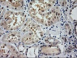 Invitrogen GSS Monoclonal Antibody (OTI1B8) 100 &mu;L | Buy Online | Invitrogen&trade; | Fisher Scientific