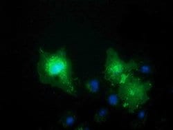 Invitrogen VSIG2 Monoclonal Antibody (OTI1F8) 100 &mu;L; Unconjugated:Antibodies,