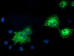 Invitrogen ERK5 Monoclonal Antibody (OTI3H2) 100 &mu;L; Unconjugated:Antibodies,