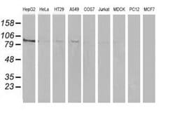 Invitrogen ERK5 Monoclonal Antibody (OTI3H2) 100 &mu;L; Unconjugated:Antibodies,