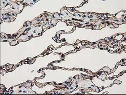 Invitrogen Annexin A3 Monoclonal Antibody (OTI1A5) 100 &mu;L; Unconjugated:Antibodies,