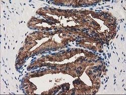 Invitrogen Annexin A3 Monoclonal Antibody (OTI1A5) 100 &mu;L; Unconjugated:Antibodies,
