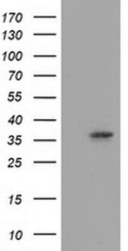 Invitrogen Annexin A3 Monoclonal Antibody (OTI1A5) 100 &mu;L; Unconjugated:Antibodies,