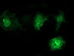 Invitrogen VSIG2 Monoclonal Antibody (OTI2D8) 100 &mu;L; Unconjugated:Antibodies,