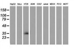 Invitrogen VSIG2 Monoclonal Antibody (OTI2D8) 100 &mu;L; Unconjugated:Antibodies,