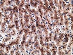 Invitrogen LMAN1 Monoclonal Antibody (OTI1A8) 100 &mu;L; Unconjugated:Antibodies,