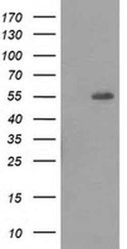Invitrogen LMAN1 Monoclonal Antibody (OTI1A8) 100 &mu;L; Unconjugated:Antibodies,