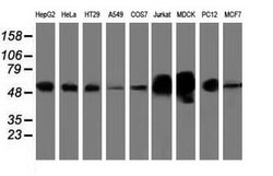 Invitrogen LMAN1 Monoclonal Antibody (OTI1A8) 100 &mu;L; Unconjugated:Antibodies,