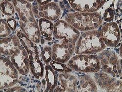 Invitrogen LMAN1 Monoclonal Antibody (OTI1E3) 100 &mu;L; Unconjugated:Antibodies,