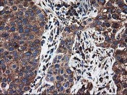 Invitrogen LMAN1 Monoclonal Antibody (OTI1E3) 100 &mu;L; Unconjugated:Antibodies,