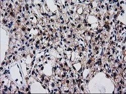 Invitrogen BIN3 Monoclonal Antibody (OTI8E9) 100 &mu;L; Unconjugated:Antibodies,