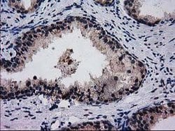 Invitrogen BIN3 Monoclonal Antibody (OTI8E9) 100 &mu;L; Unconjugated:Antibodies,