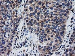Invitrogen BIN3 Monoclonal Antibody (OTI8E9) 100 &mu;L; Unconjugated:Antibodies,