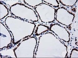 Invitrogen BIN3 Monoclonal Antibody (OTI8E9) 100 &mu;L; Unconjugated:Antibodies,
