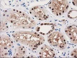 Invitrogen GALE Monoclonal Antibody (OTI1C4) 100 &mu;L | Buy Online | Invitrogen&trade; | Fisher Scientific