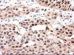 Invitrogen GALE Monoclonal Antibody (OTI1C4) 100 &mu;L | Buy Online | Invitrogen&trade; | Fisher Scientific