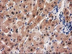 Invitrogen GALE Monoclonal Antibody (OTI1C4) 100 &mu;L | Buy Online | Invitrogen&trade; | Fisher Scientific