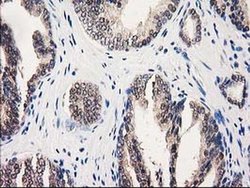 Invitrogen GALE Monoclonal Antibody (OTI1C4) 100 &mu;L | Buy Online | Invitrogen&trade; | Fisher Scientific