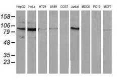 Invitrogen ERK5 Monoclonal Antibody (OTI3D4) 100 &mu;L; Unconjugated:Antibodies,