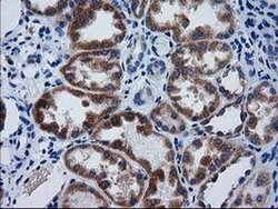 Invitrogen GCKR Monoclonal Antibody (OTI1E7) 100 &mu;L; Unconjugated:Antibodies,
