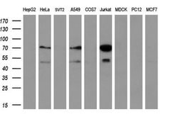 Invitrogen GCKR Monoclonal Antibody (OTI1E7) 100 &mu;L; Unconjugated:Antibodies,