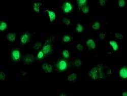 Invitrogen SAMHD1 Monoclonal Antibody (OTI1A1) 100 &mu;L; Unconjugated:Antibodies,