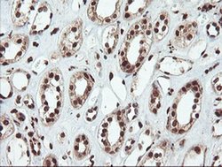 Invitrogen SAMHD1 Monoclonal Antibody (OTI1A1) 100 &mu;L; Unconjugated:Antibodies,