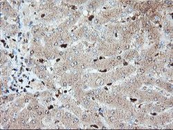 Invitrogen SAMHD1 Monoclonal Antibody (OTI1A1) 100 &mu;L; Unconjugated:Antibodies,