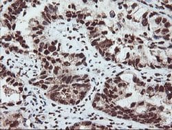 Invitrogen SAMHD1 Monoclonal Antibody (OTI1A1) 100 &mu;L; Unconjugated:Antibodies,