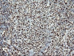 Invitrogen SAMHD1 Monoclonal Antibody (OTI1A1) 100 &mu;L; Unconjugated:Antibodies,