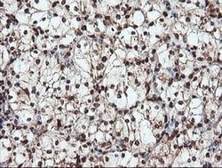 Invitrogen SAMHD1 Monoclonal Antibody (OTI1A1) 100 &mu;L; Unconjugated:Antibodies,