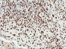 Invitrogen SAMHD1 Monoclonal Antibody (OTI1A1) 100 &mu;L; Unconjugated:Antibodies,