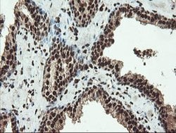 Invitrogen SAMHD1 Monoclonal Antibody (OTI1A1) 100 &mu;L; Unconjugated:Antibodies,