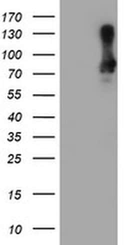 Invitrogen SAMHD1 Monoclonal Antibody (OTI1A1) 100 &mu;L; Unconjugated:Antibodies,